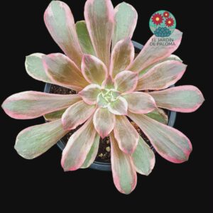 Aeonium Pink fairy variegata (hibrido de Pink wich)
