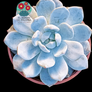 Echeveria Snow bunny