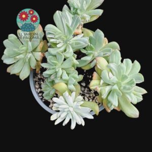 Graptoveria Black raccon variegata monstruosa (maceta grande)