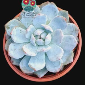 Echeveria Snow bunny