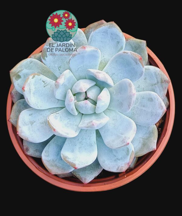 Echeveria Snow bunny