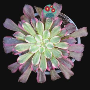 Aeonium Snow girl variegata