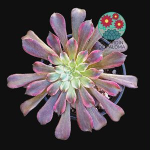 Aeonium Snow girl variegata