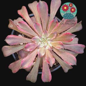 Aeonium Snow girl variegata