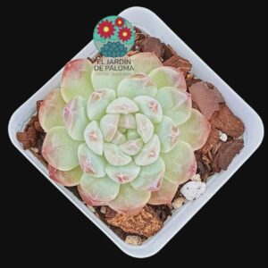Echeveria Purple fog (importación)