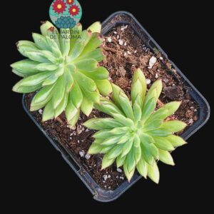 Echeveria Bella doble roseta