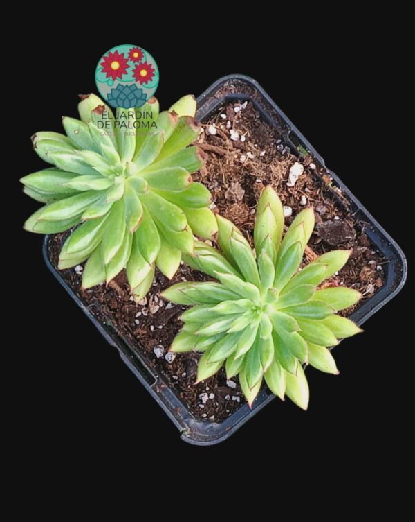Echeveria Bella doble roseta