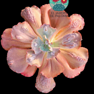 Echeveria Gibbiflora "Increible" tamaño XXL