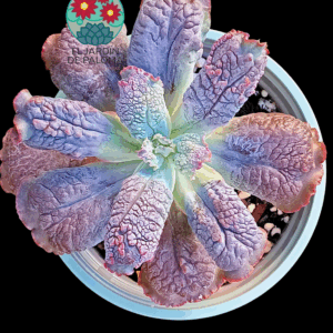 Echeveria Linguas (otra, maceta grande)