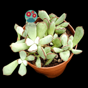 Kalanchoe "Choco-line"