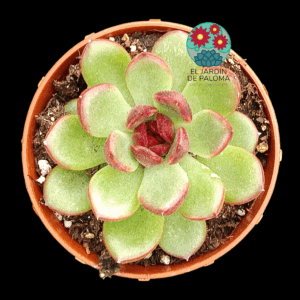 Echeveria "Black tiger"