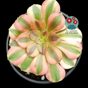 Aeonium Verna variegata