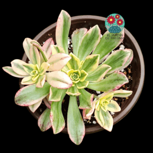 Aeonium "Bronze medal" variegata