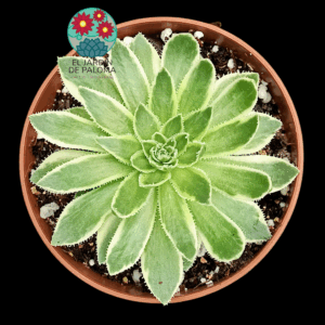 Aeonium Simsii variegata