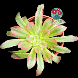 Aeonium Anna variegata