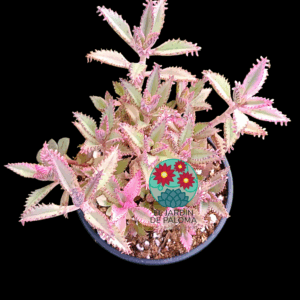Kalanchoe Pink butterfly
