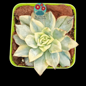 Echeveria Esther variegata yellow (importación)