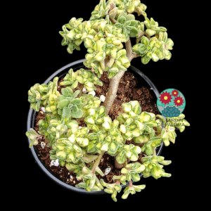 Aichryson bethencourtianum variegata