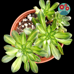 Aeonium Saraan variegata cluster