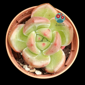 Echeveria Champagne (importación, maceta pequeña)