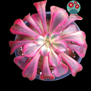 Aeonium Chanel variegata (más pequeño que el otro)