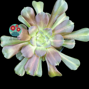 Aeonium Pink wich middle variegata (maceta grande )