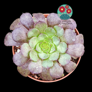 Aeonium Morticia