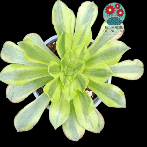 Aeonium Green lemon variegata (maceta grande)