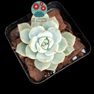 Echeveria Vanilla bis (importación)