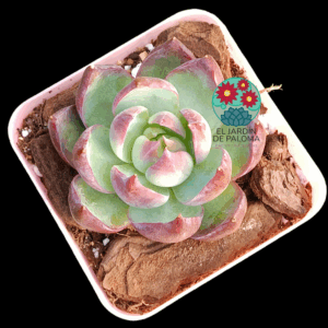 Echeveria Surprising fairy (importación)