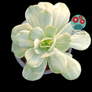 Echeveria Mocha variegata