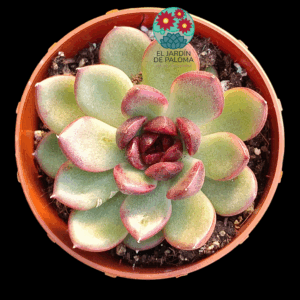 Echeveria "Black tiger"