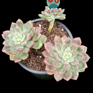 Echeveria Vienna bouquet