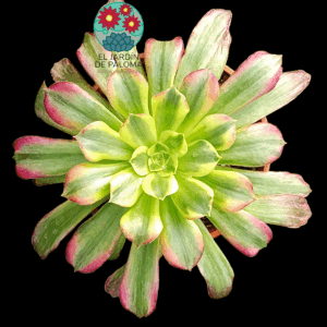 Aeonium Anna variegata
