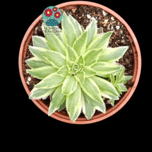 Aeonium Simsii variegata con hijuelos