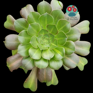 Aeonium Pink wich middle variegata (maceta grande )