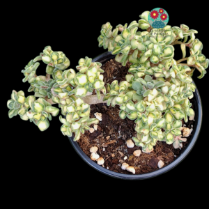 Aichryson bethencourtianum variegata