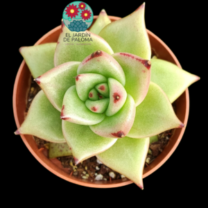 Echeveria Agavoides "aquamarine"