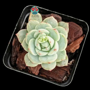 Echeveria Vanilla bis (importación)