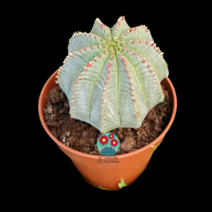 Euphorbia Obesa x horrida inermis