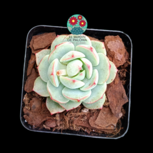 Echeveria Vanilla bis (importación)
