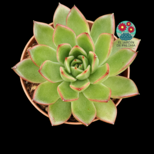 Echeveria Sinatra