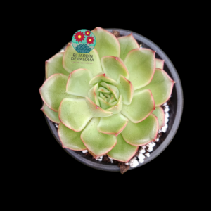 Echeveria Orange