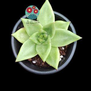 Echeveria Agavoides "Contepec"
