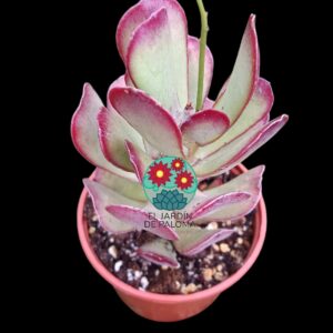 Cotyledon orbiculata var. "Pig´s ear" (es grande)