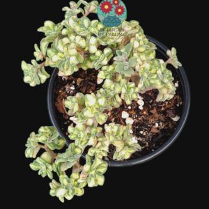 Aichryson bethencourtianum variegata