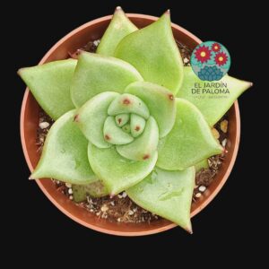 Echeveria Agavoides "aquamarine"