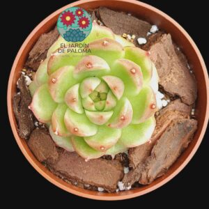 Echeveria Phoenix fire (importación)