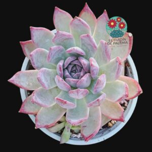 Echeveria Colorata (maceta grande)