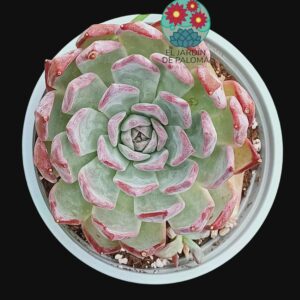 Echeveria Colorata (maceta grande)